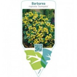 Barbarea rupicola ‘Sunnyola’