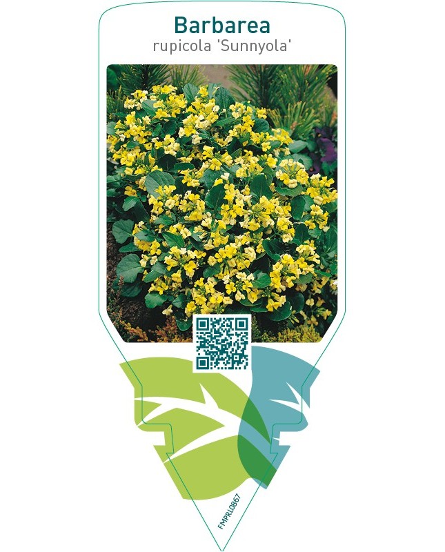 Barbarea rupicola ‘Sunnyola’
