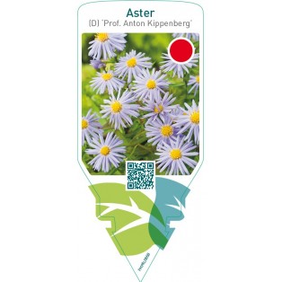 Aster (D) ‘Prof. Anton Kippenberg’