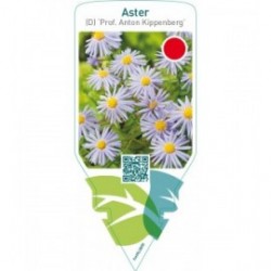 Aster (D) ‘Prof. Anton Kippenberg’