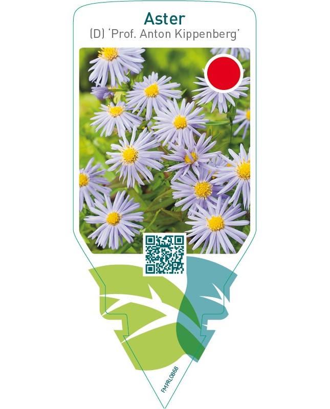 Aster (D) ‘Prof. Anton Kippenberg’