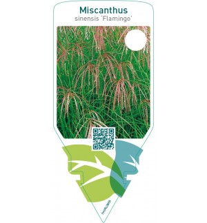 Miscanthus sinensis ‘Flamingo’