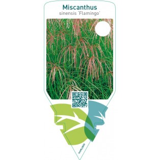 Miscanthus sinensis ‘Flamingo’