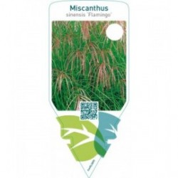 Miscanthus sinensis ‘Flamingo’