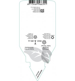Etichette di Miscanthus sinensis ‘Flamingo’ *
