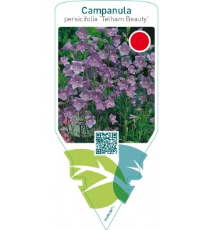 Campanula persicifolia ‘Telham Beauty’  **