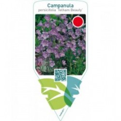 Campanula persicifolia ‘Telham Beauty’  **