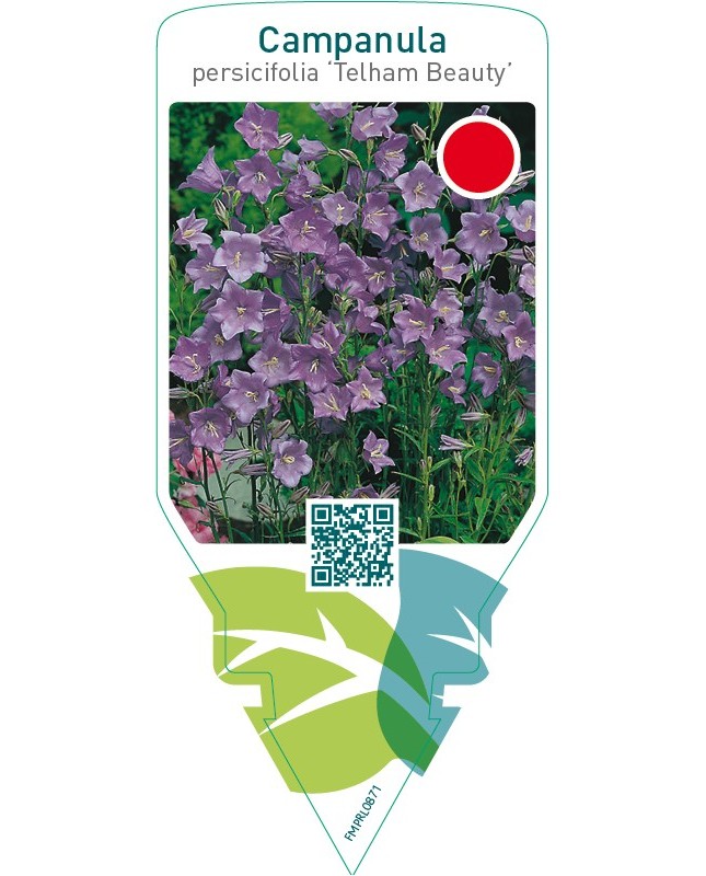 Campanula persicifolia ‘Telham Beauty’  **