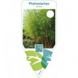 Phyllostachys aurea
