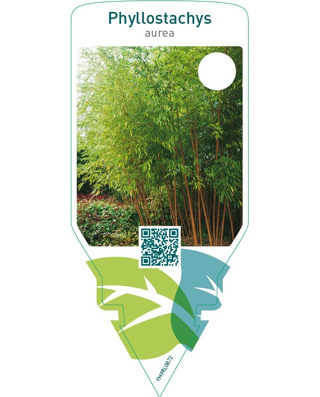 Phyllostachys aurea