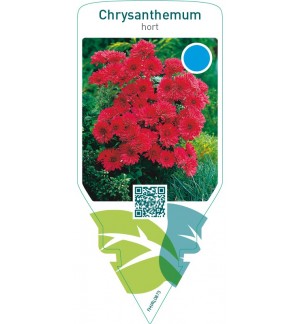 Chrysanthemum hort.  double red