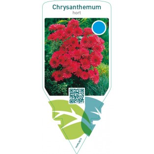 Chrysanthemum hort.  double red