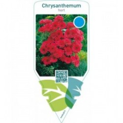Chrysanthemum hort.  double red