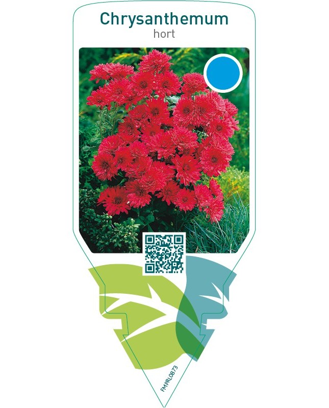 Chrysanthemum hort.  double red