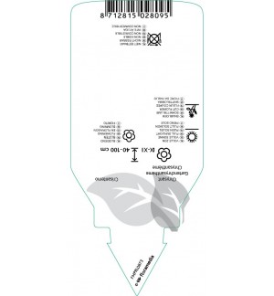 Etichette di Chrysanthemum hort.  double red *