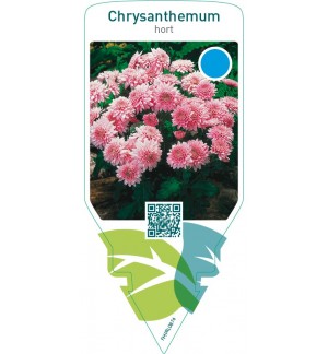 Chrysanthemum hort.  double pink
