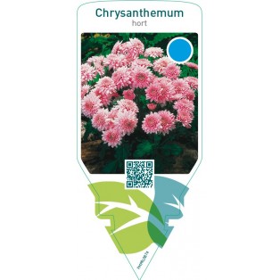 Chrysanthemum hort.  double pink
