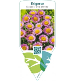 Erigeron glaucus ‘Sea Breeze’