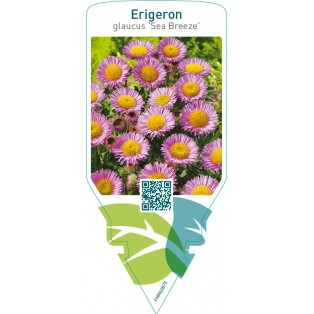 Erigeron glaucus ‘Sea Breeze’
