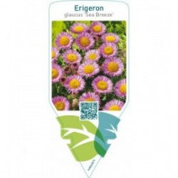 Erigeron glaucus ‘Sea Breeze’