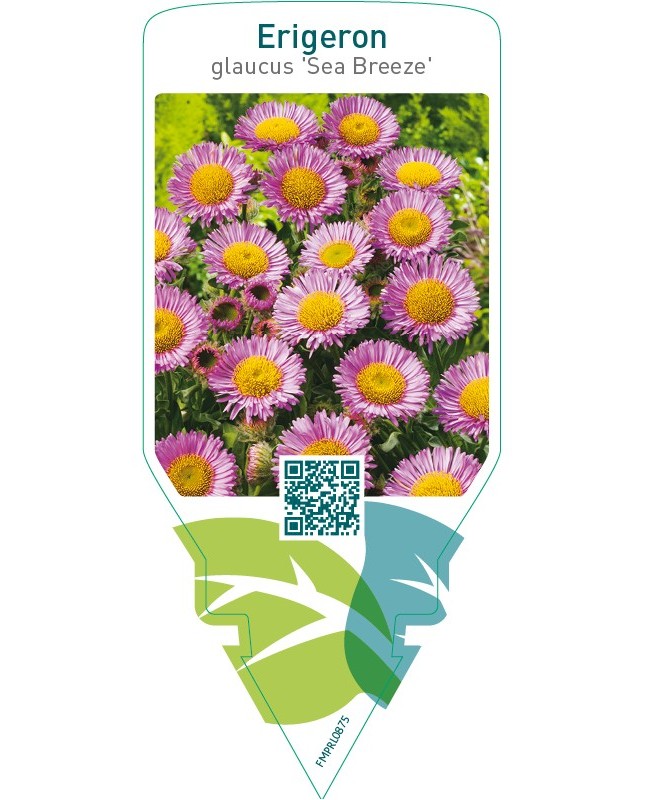 Erigeron glaucus ‘Sea Breeze’