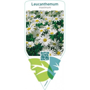 Leucanthemum maximum  white