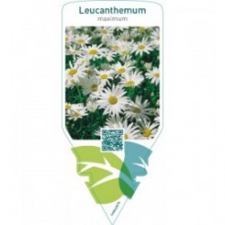 Leucanthemum maximum  white
