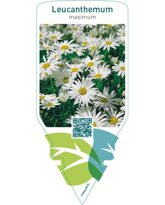 Leucanthemum maximum  white