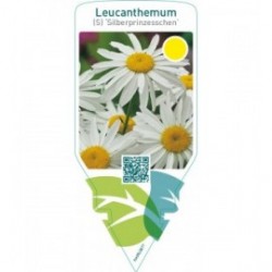Leucanthemum (S) ‘Silberprinzesschen’