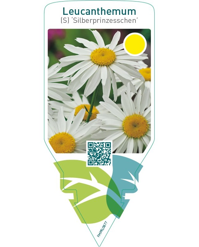 Leucanthemum (S) ‘Silberprinzesschen’