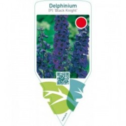 Delphinium (P) ‘Black Knight’