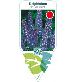 Delphinium (P) ‘Blue Bird’