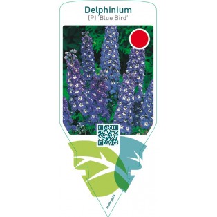 Delphinium (P) ‘Blue Bird’