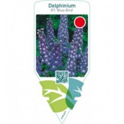 Delphinium (P) ‘Blue Bird’