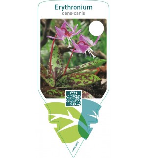 Erythronium dens-canis