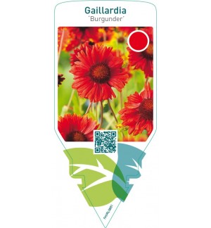 Gaillardia ‘Burgunder’