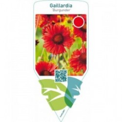 Gaillardia ‘Burgunder’