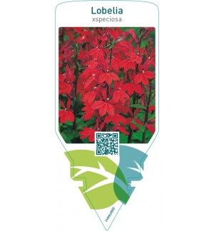 Lobelia speciosa