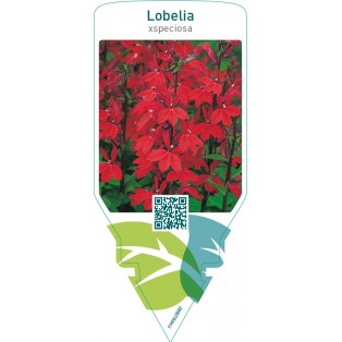 Lobelia speciosa