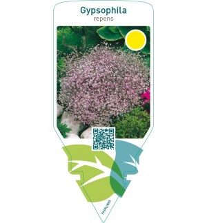 Gypsophila repens  pink