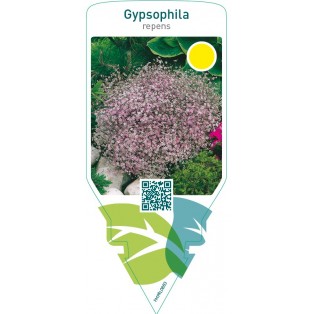 Gypsophila repens  pink