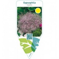 Gypsophila repens  pink