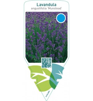 Lavandula angustifolia ‘Munstead’