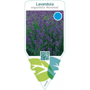 Lavandula angustifolia ‘Munstead’