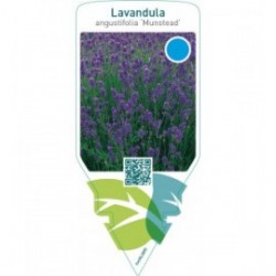 Lavandula angustifolia ‘Munstead’