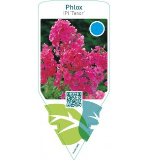 Phlox (P) ‘Tenor’