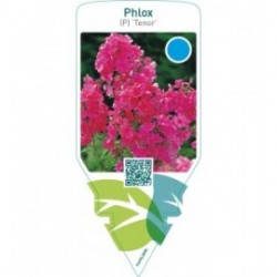 Phlox (P) ‘Tenor’