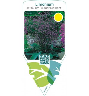 Limonium latifolium ‘Blauer Diamant’