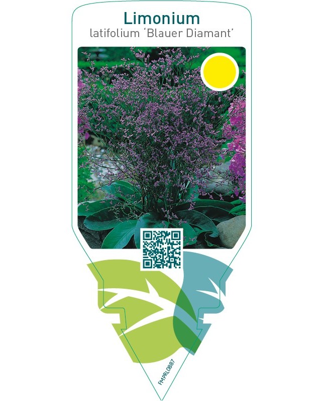 Limonium latifolium ‘Blauer Diamant’