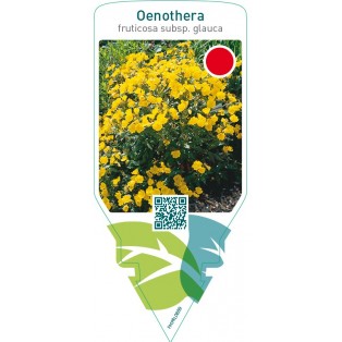 Oenothera fruticosa subdp. ‘Glauca’
